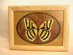 Marquetry Top Box (8 X 6) - 'The Butterfly' - Product Image