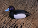 Lesser Scaup Drake Basswood Decoy