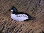 Golden Eye Drake Basswood Decoy