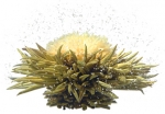 Shop for Teaposy